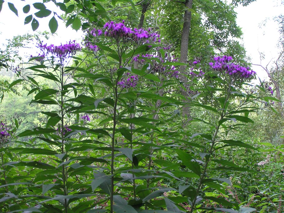 Vernonia gigantea