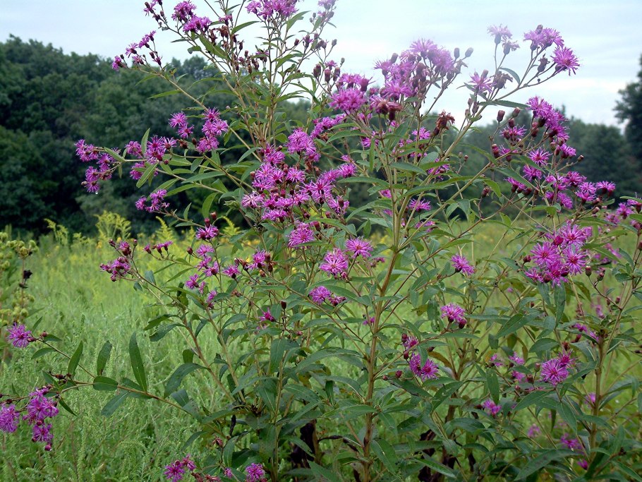 Vernonia noveboracensis