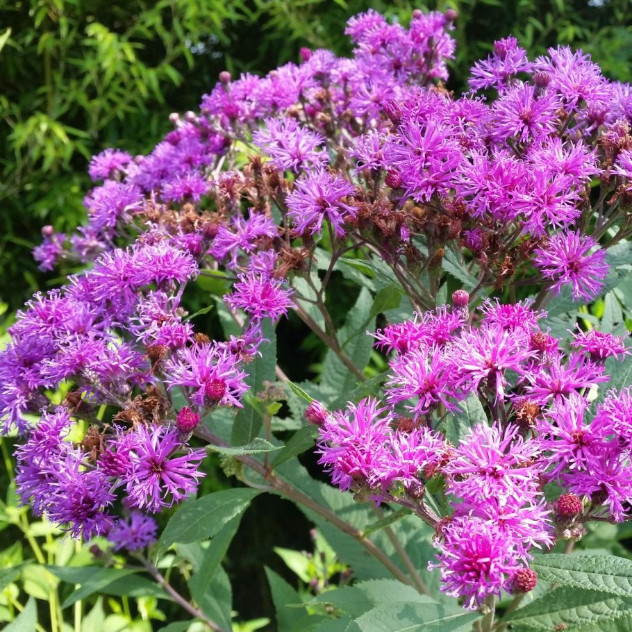 Вернония "Mammuth" (Vernonia crinita)