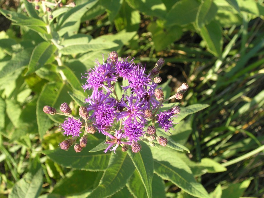 Вернония пучковатая