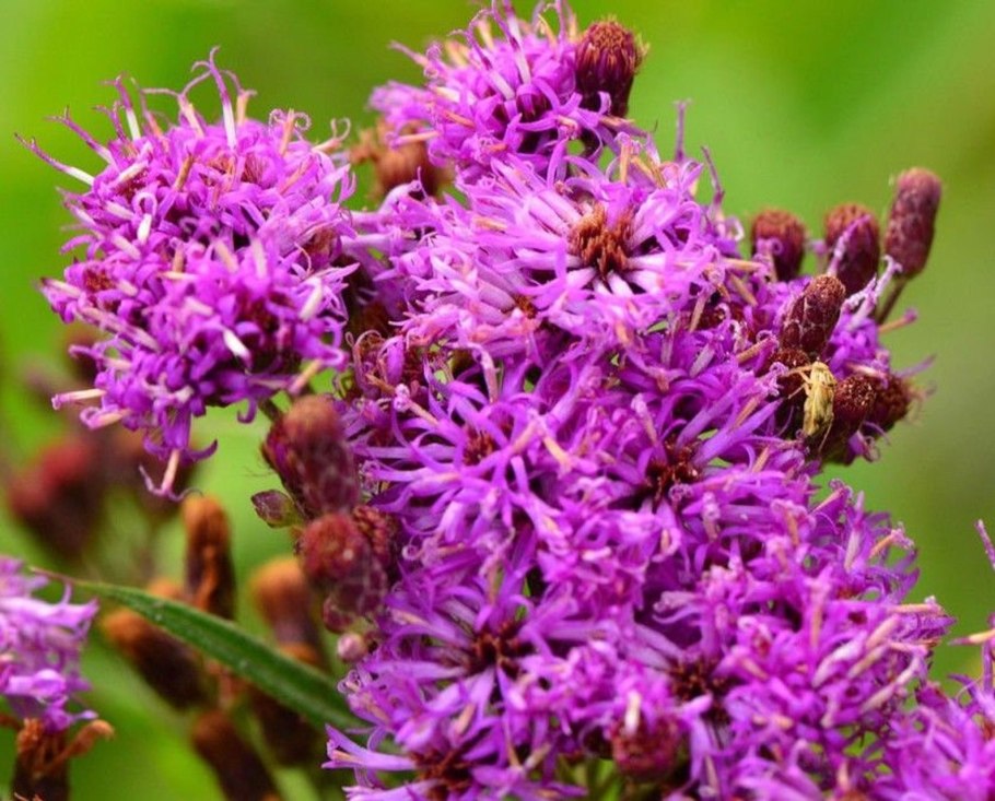 Вернония (Vernonia)