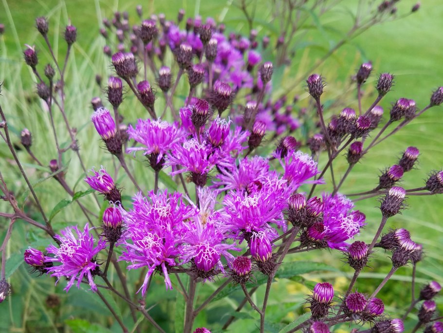 Вернония Арканзасская