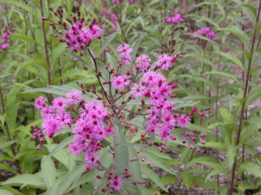 Vernonia noveboracensis