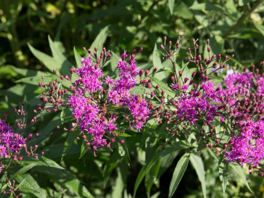 Vernonia noveboracensis
