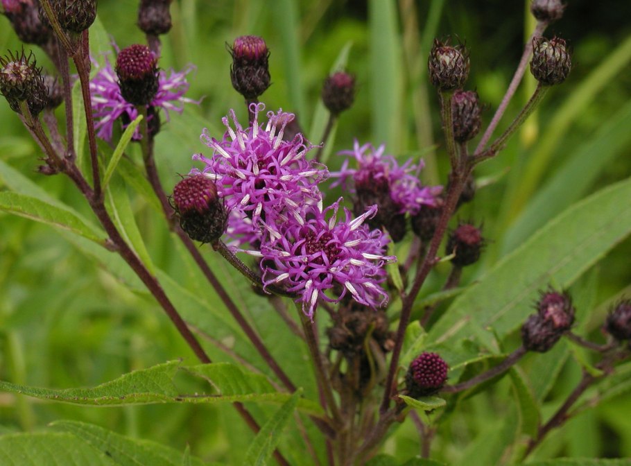 Vernonia anthelmintica