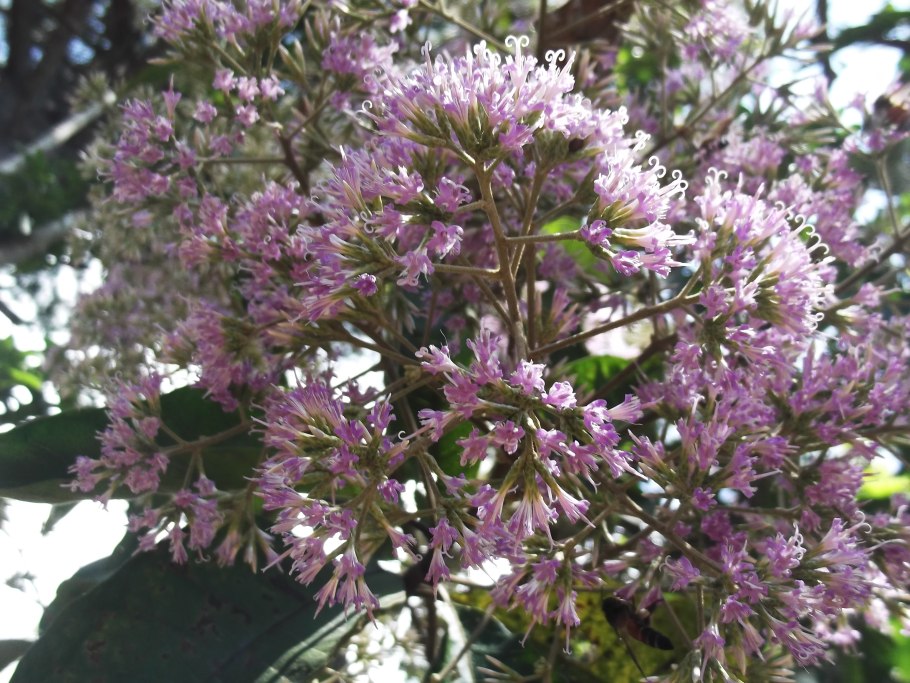 Вернония пепельная