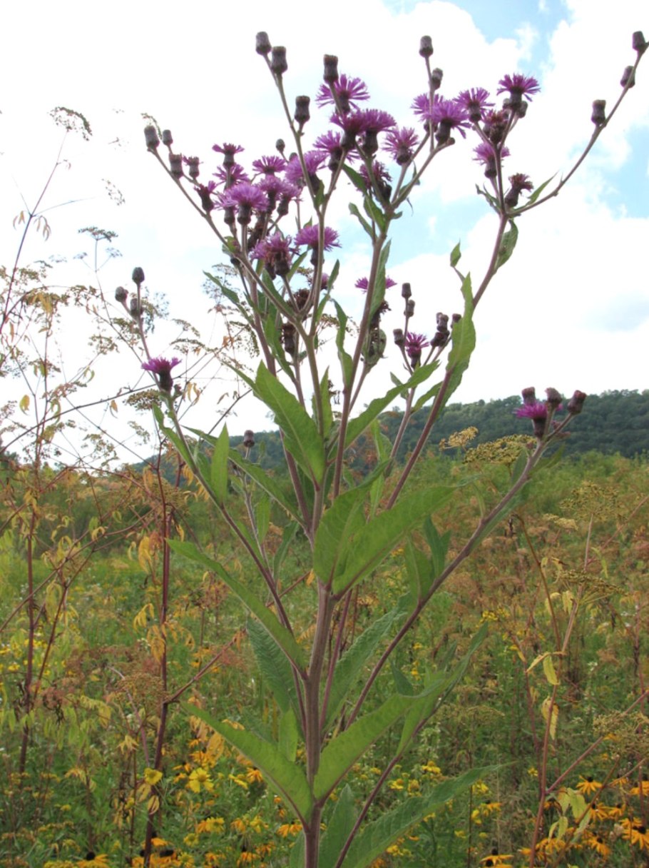 Вернония пучковатая