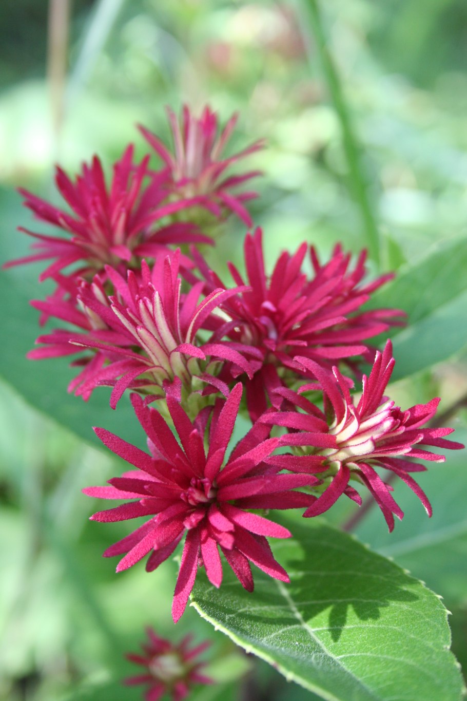 Монарда двойчатая ред шейдс