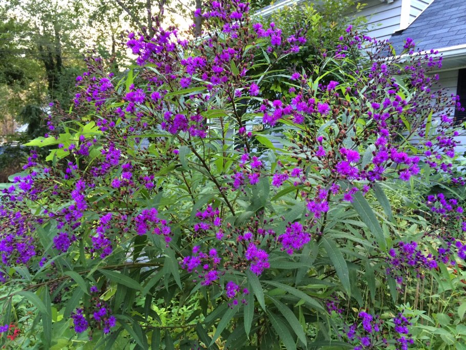 Растение Верония Бухарская