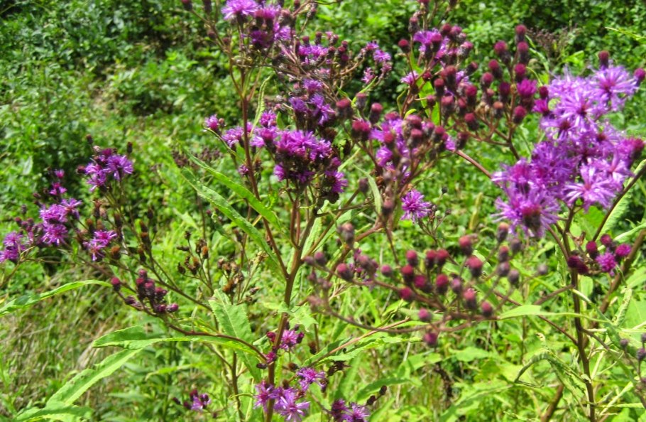 Vernonia gigantea