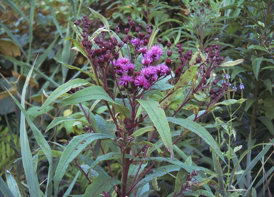 Vernonia noveboracensis