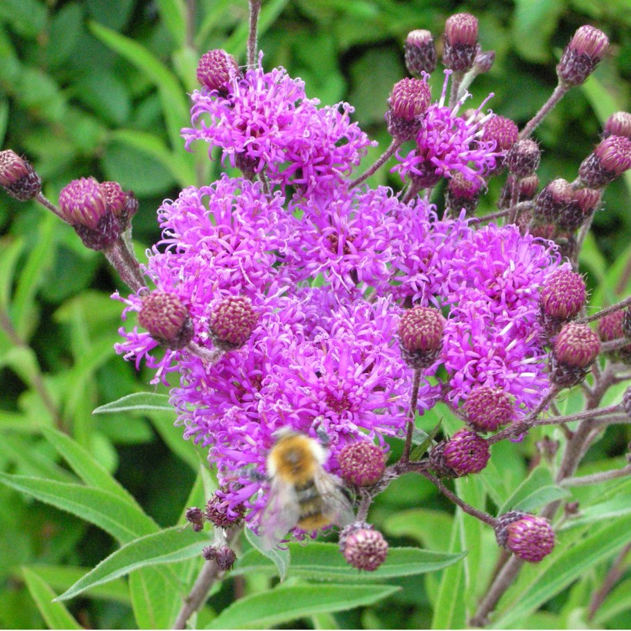 Вернония Арканзасская