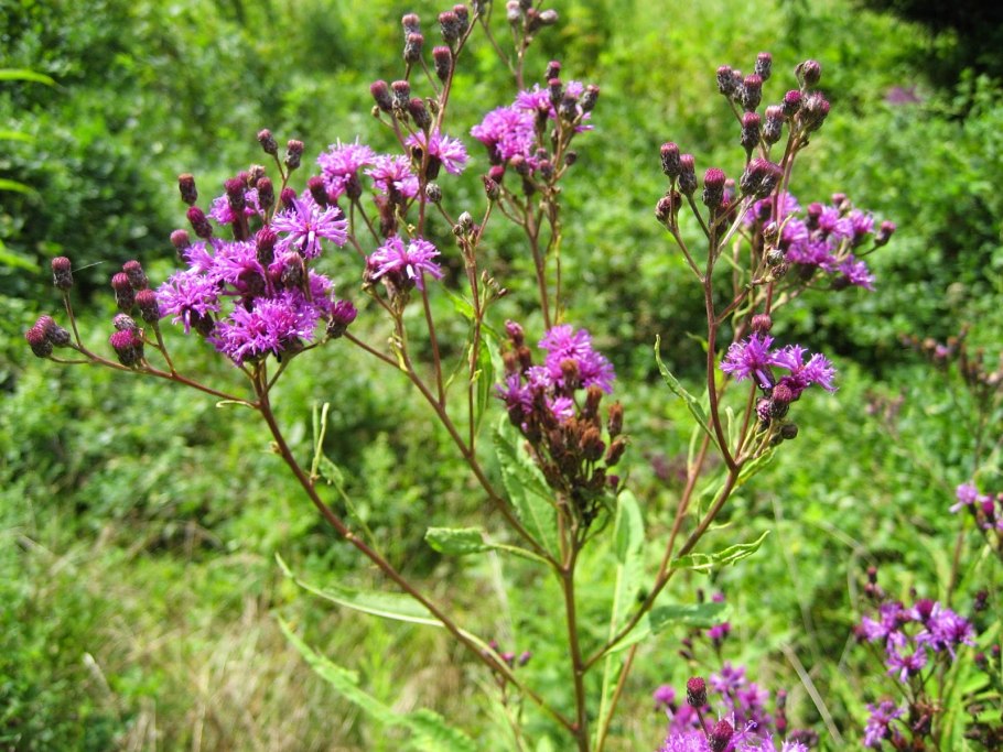 Vernonia gigantea