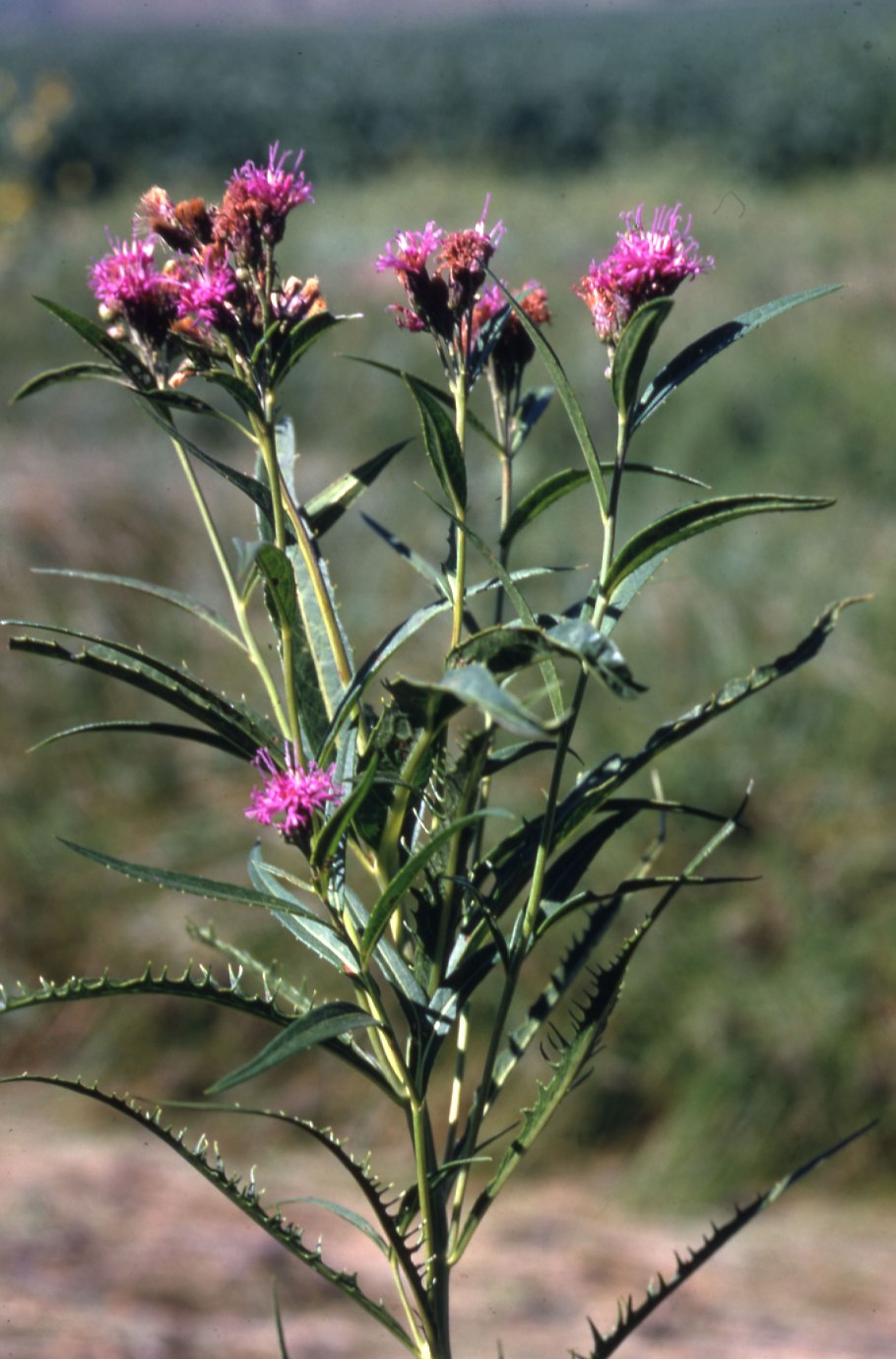 Vernonia baldwinii