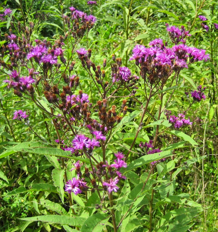 Вернония цветок