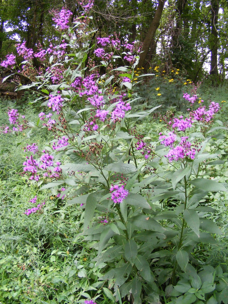 Vernonia noveboracensis