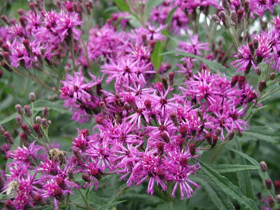 Vernonia gigantea