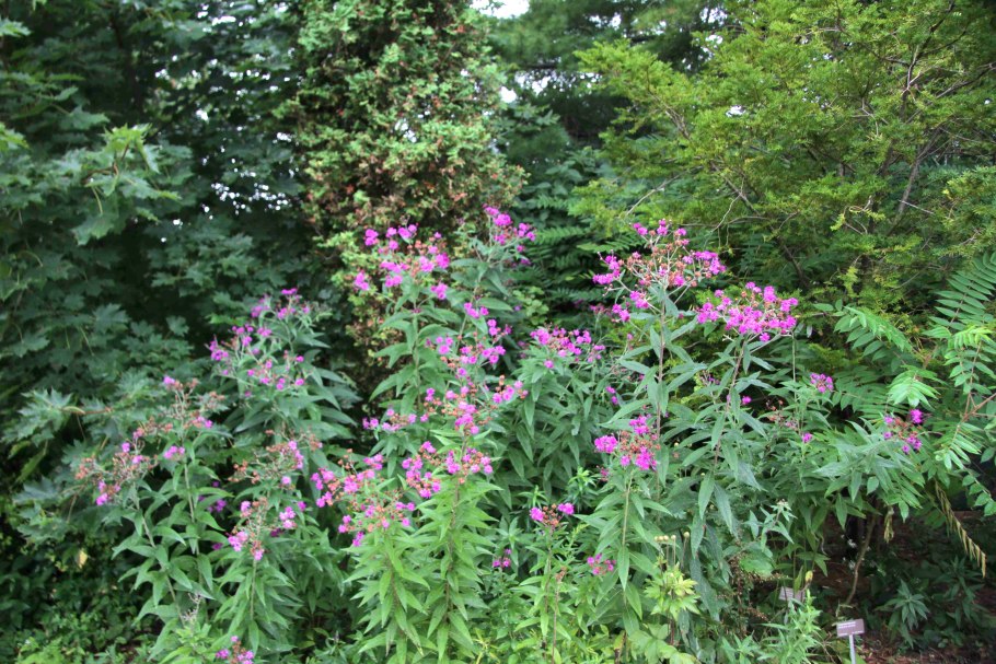 Vernonia anthelmintica