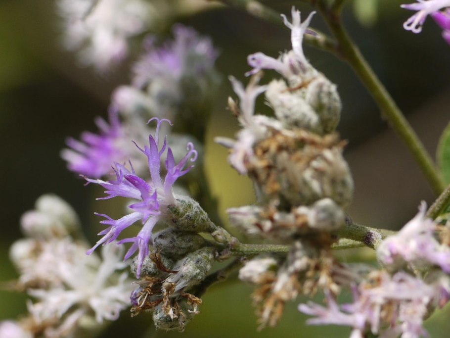 Вернония пепельная