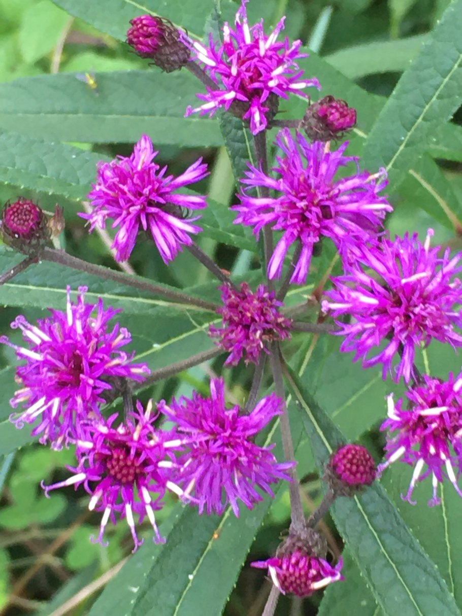 Vernonia noveboracensis
