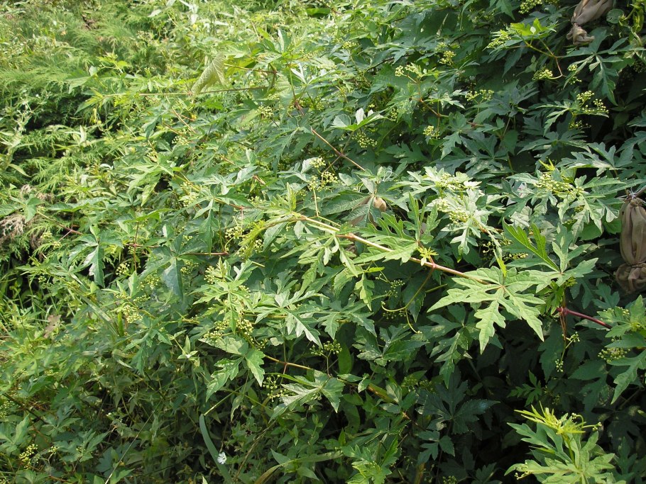 Ампелопсис аконитолистный