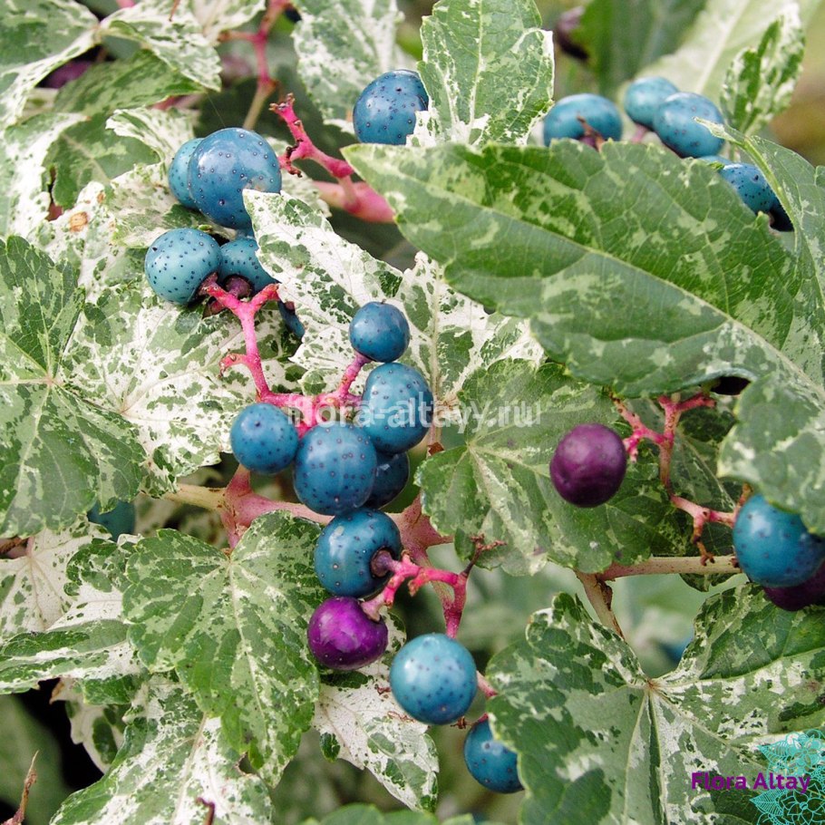 Виноградовник аконитолистный