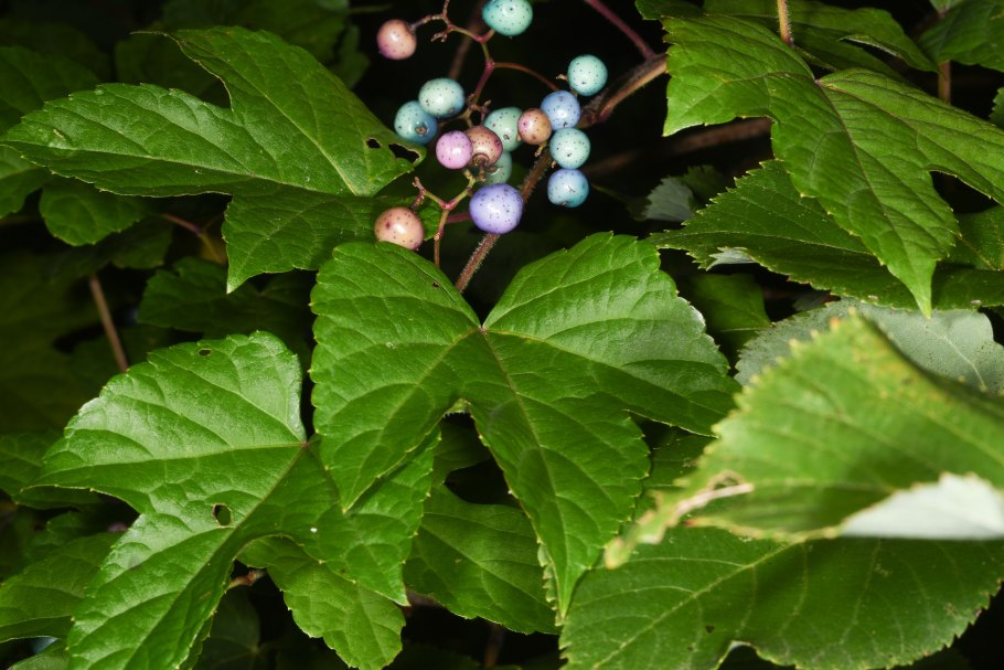 Ampelopsis heterophylla