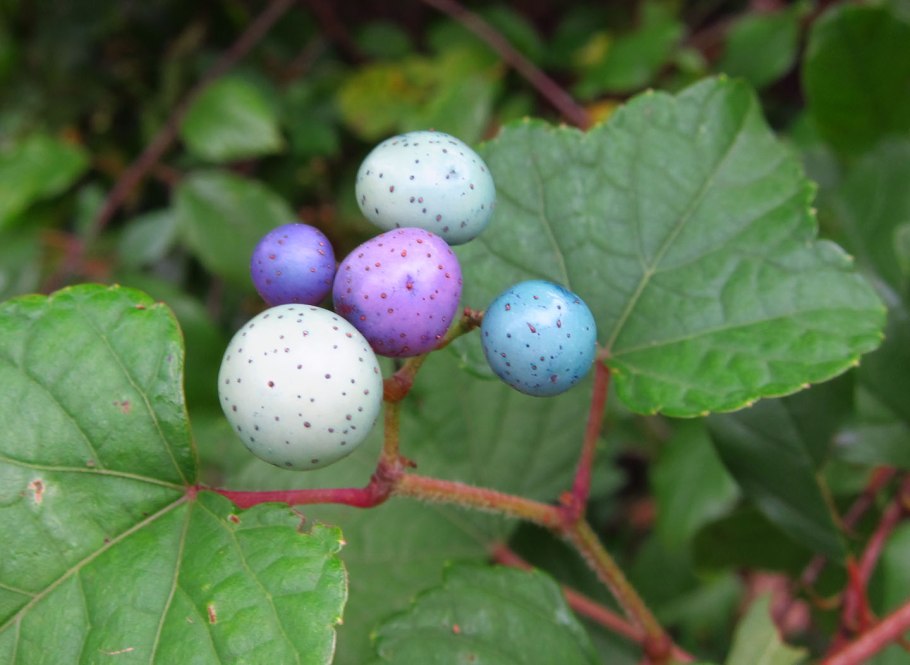 Виноградовник Ампелопсис