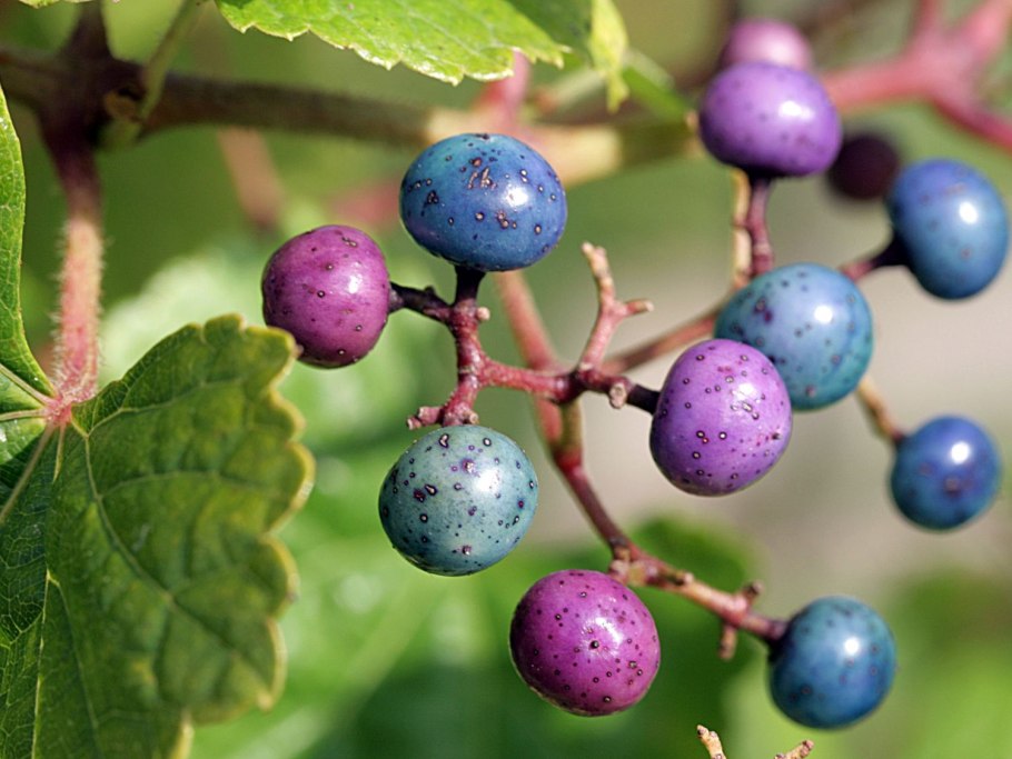 Виноградовник железистый Элеганс в ландшафтном дизайне