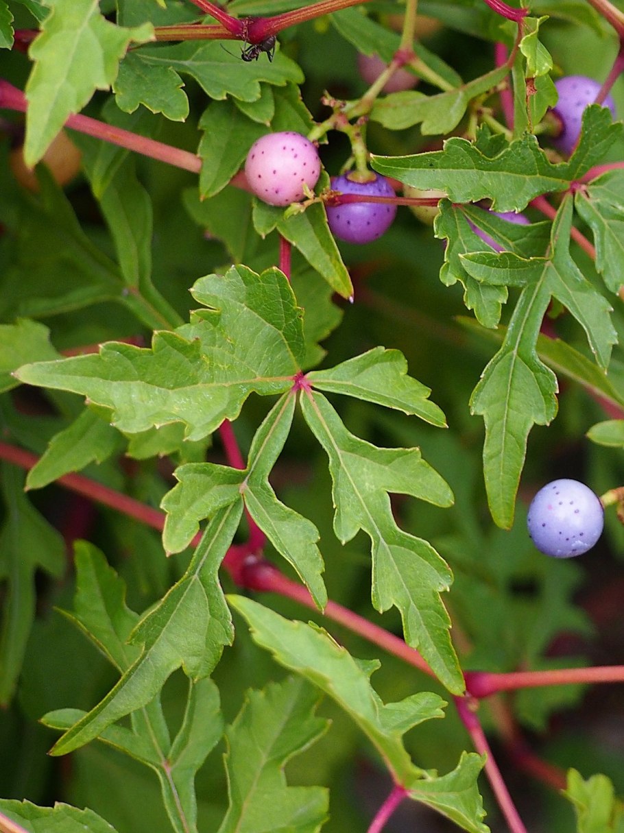 Виноградовник железистый