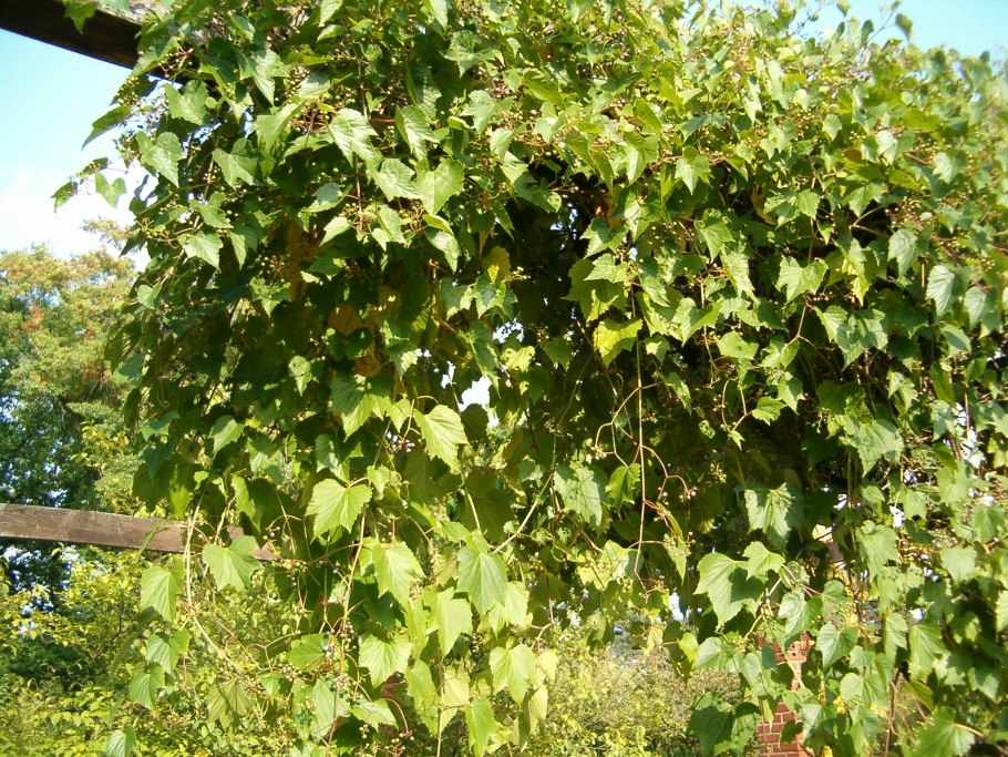 Лиана виноградовник