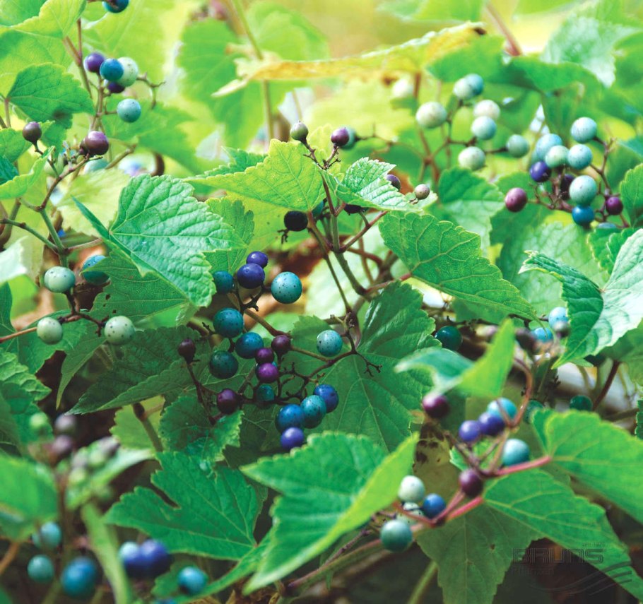 Виноградовник аконитолистный