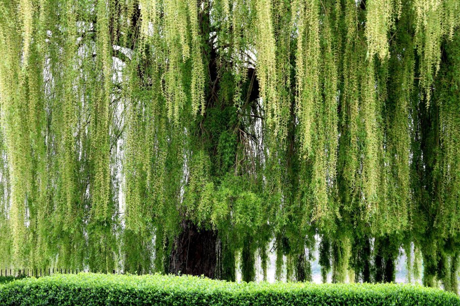 Семейство ивовые Ива белая