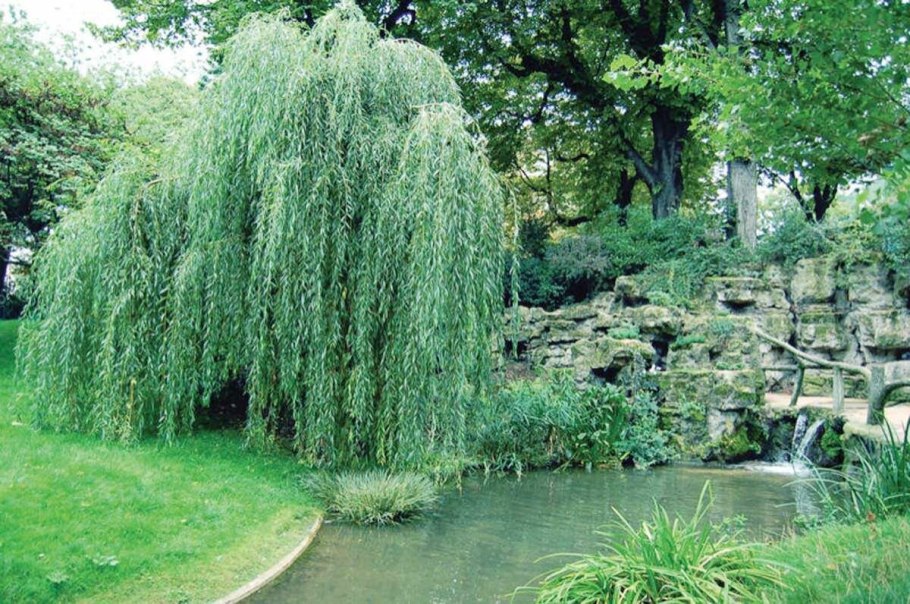 Ива чёpная (Salix nigra)