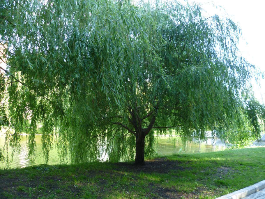 Salix rorida