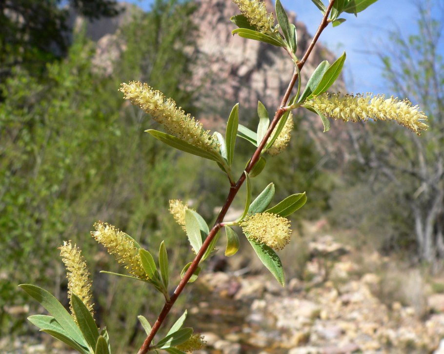 Salix oblongifolia