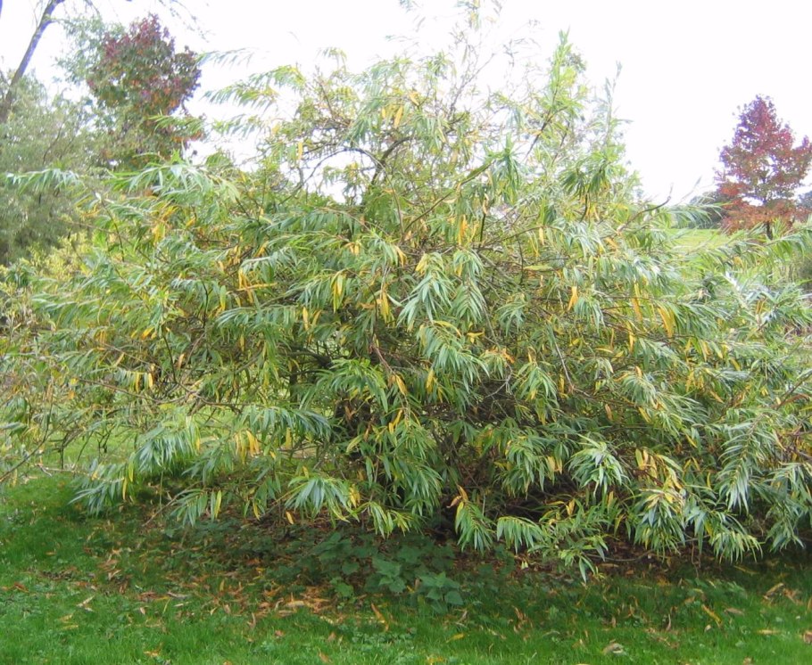 Ива Удская "Секка" (Salix Udensis «Sekka»)