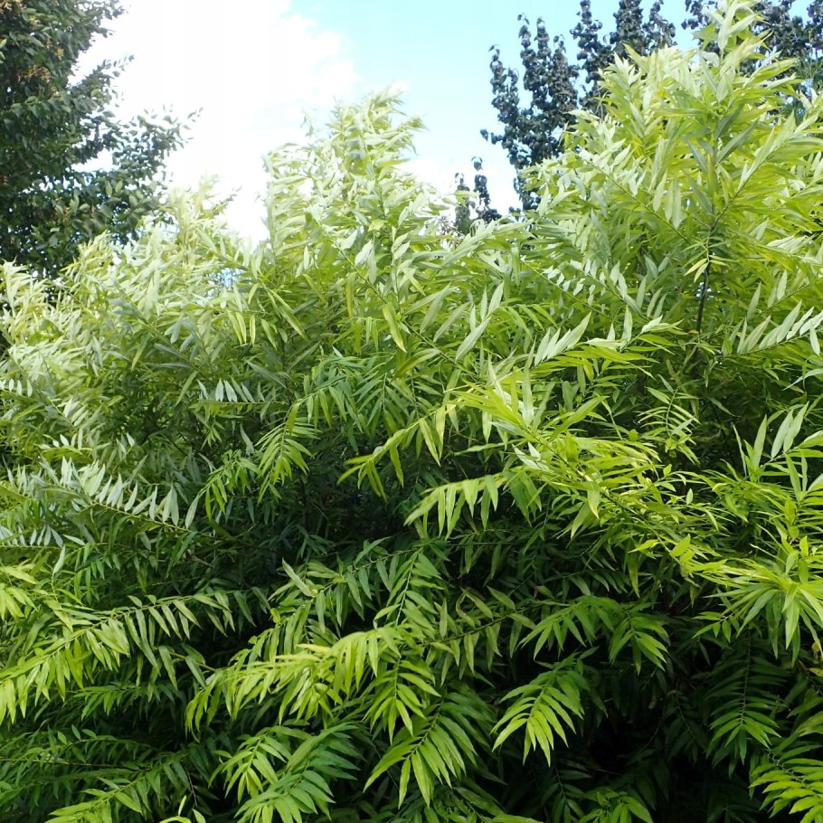 Ива Сахалинская Sekka