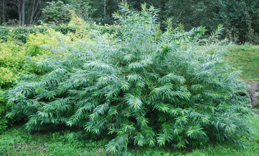 Salix Udensis 'Golden Sunshine' Финляндия