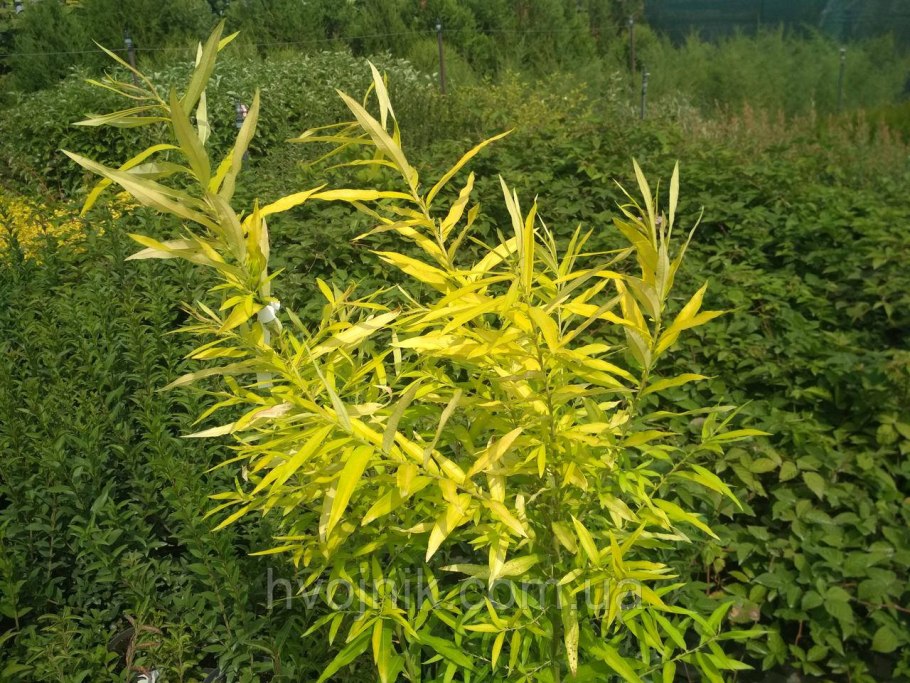 Ива Удская "Секка" (Salix Udensis «Sekka»)