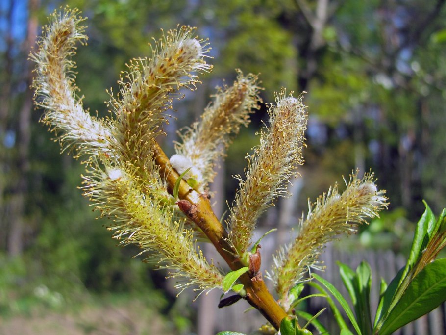 Ива Удская "Секка" (Salix Udensis «Sekka»)