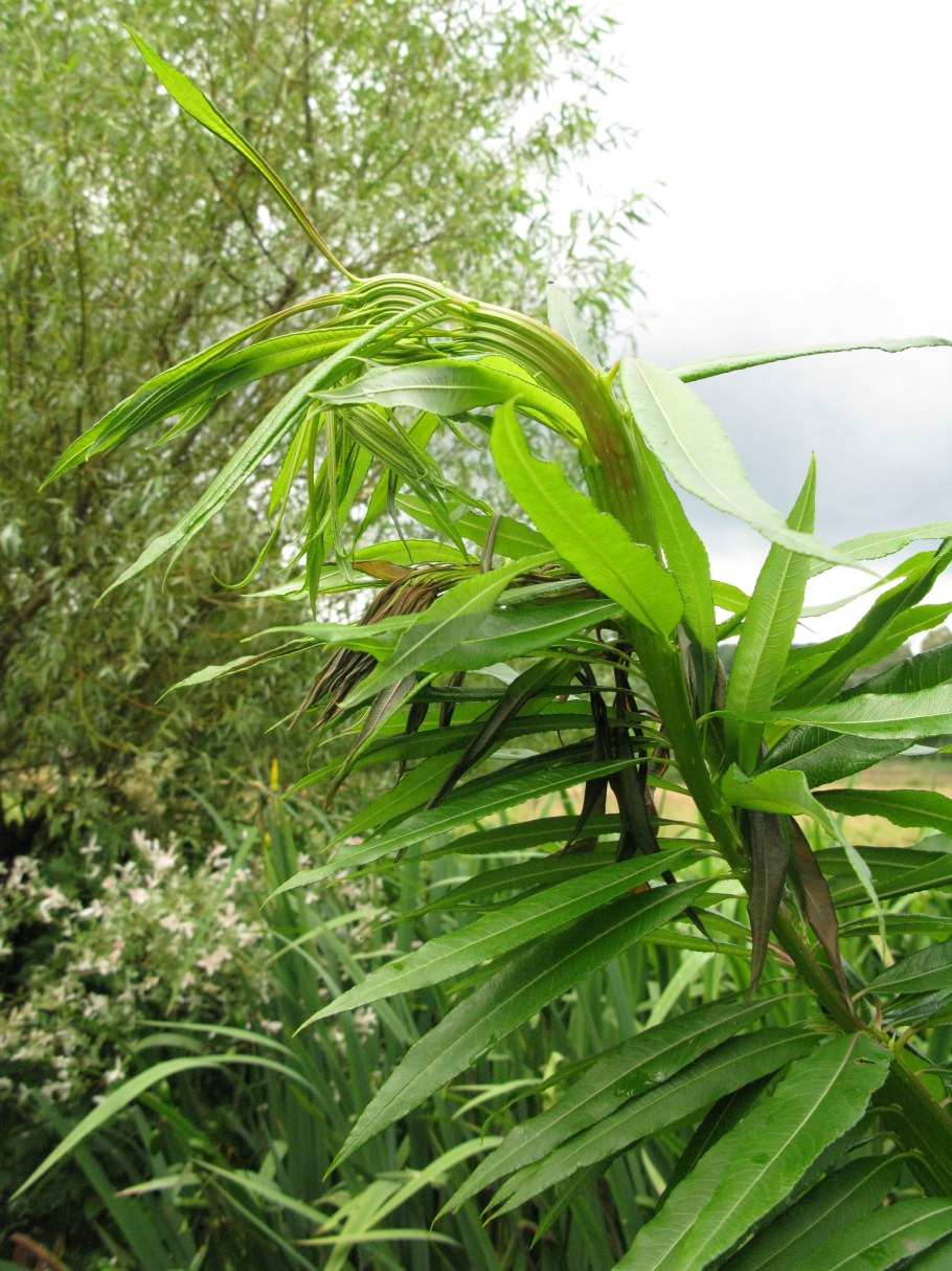 Ива Удская "Sekka" Salix Udensis