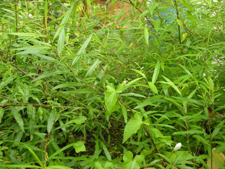 Ива желтая Сахалинская