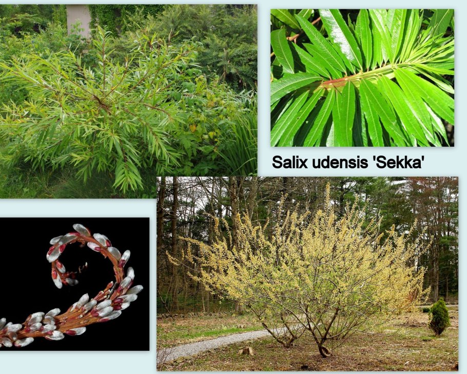 Ива белая памяти Миндовского