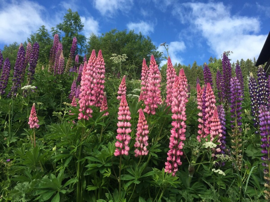 Лютик многолистный (Ranunculus polyphyllus)