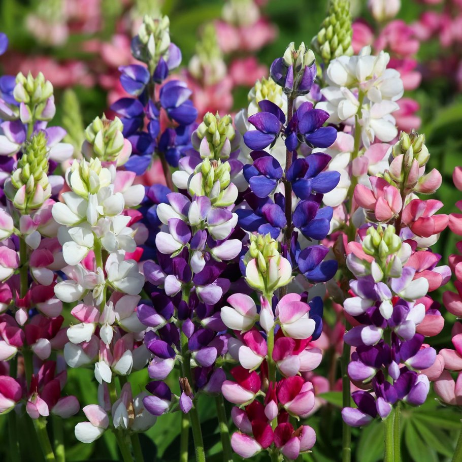 Люпин (лат. Lupinus)