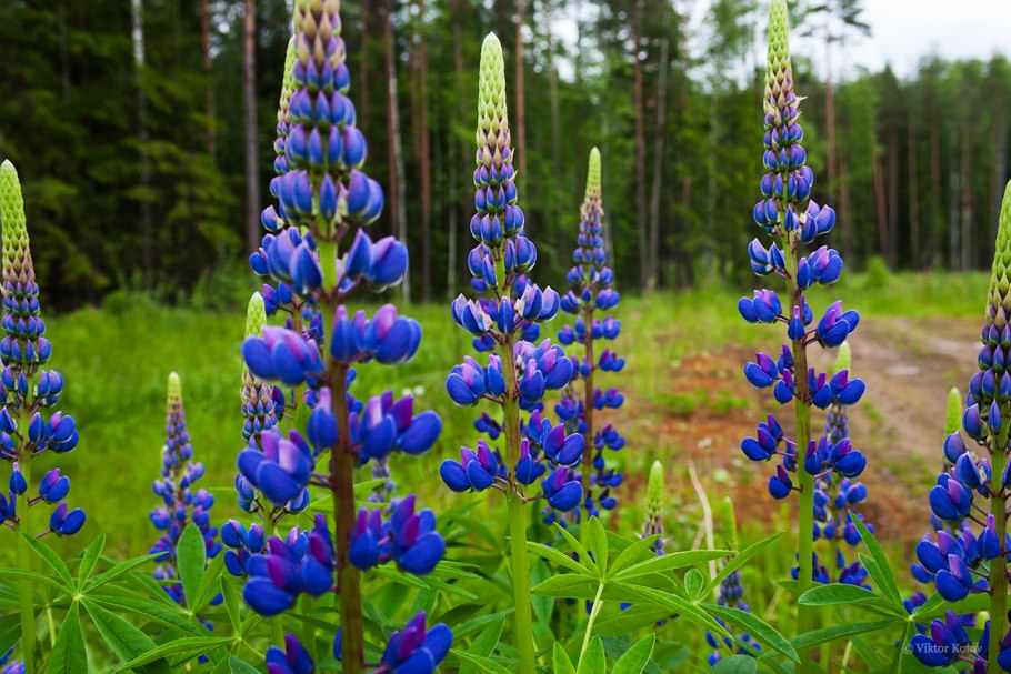 Растение Люпин многолистный