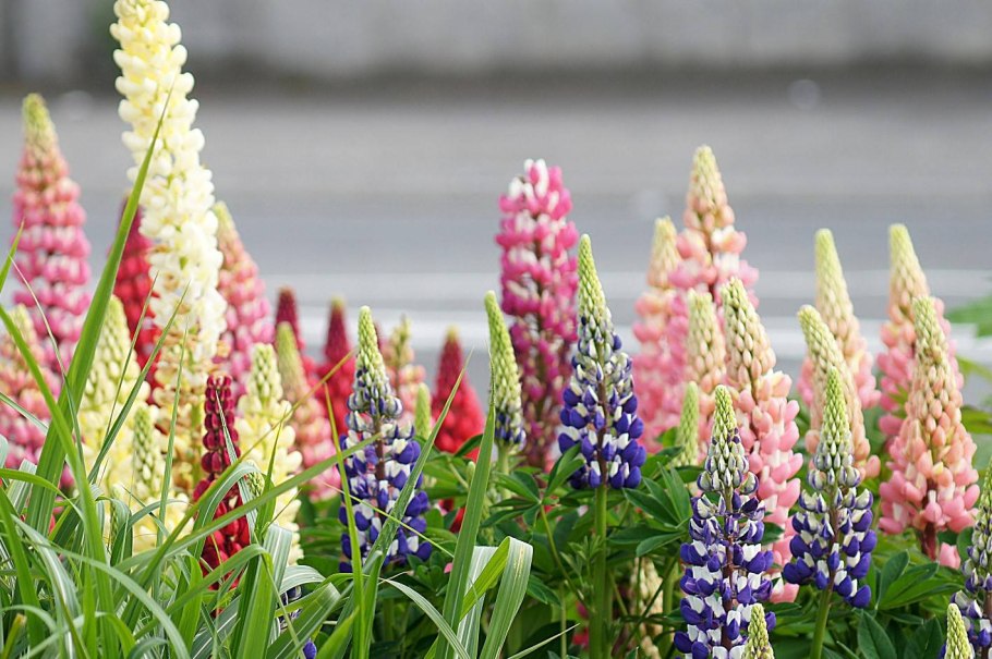 Люпин многолистный