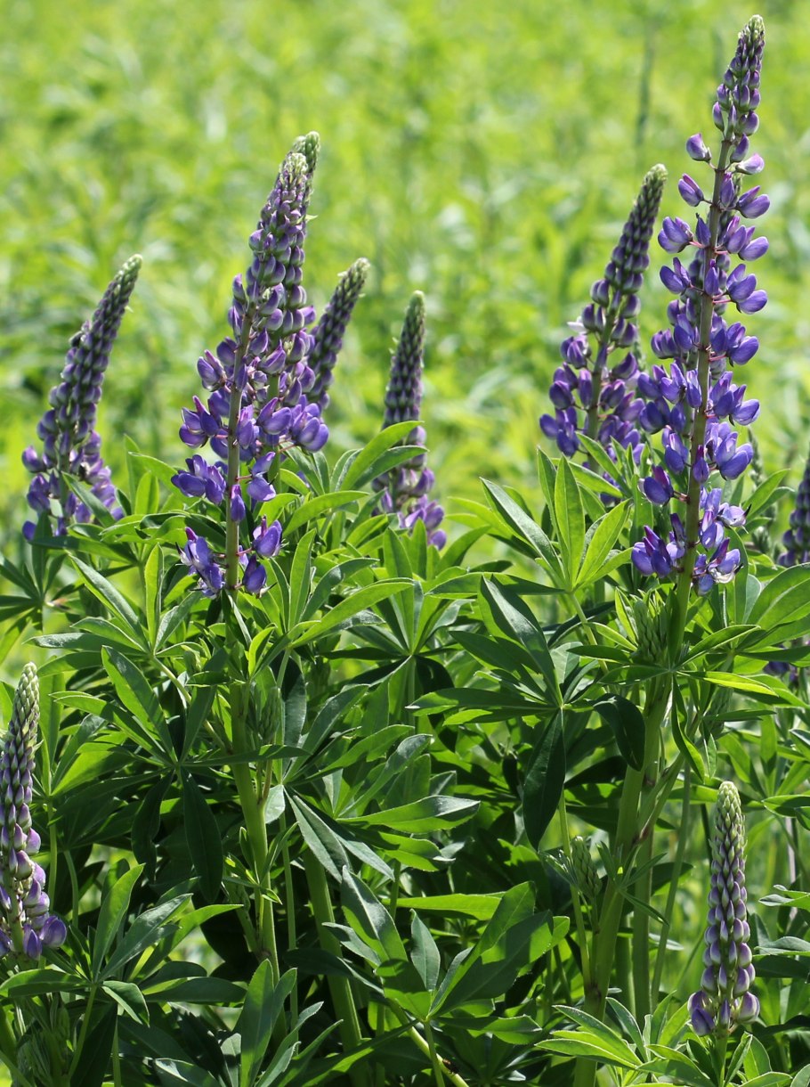 Flower Yellow камень