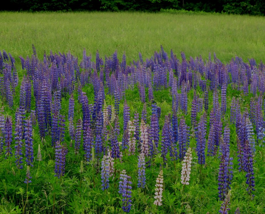 Люпин многолистный Рассела